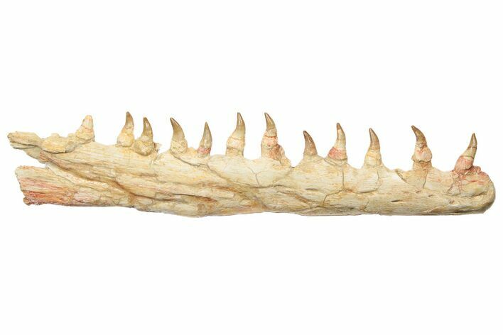 Mosasaur Jaw Section with Twelve Teeth - Morocco #189998